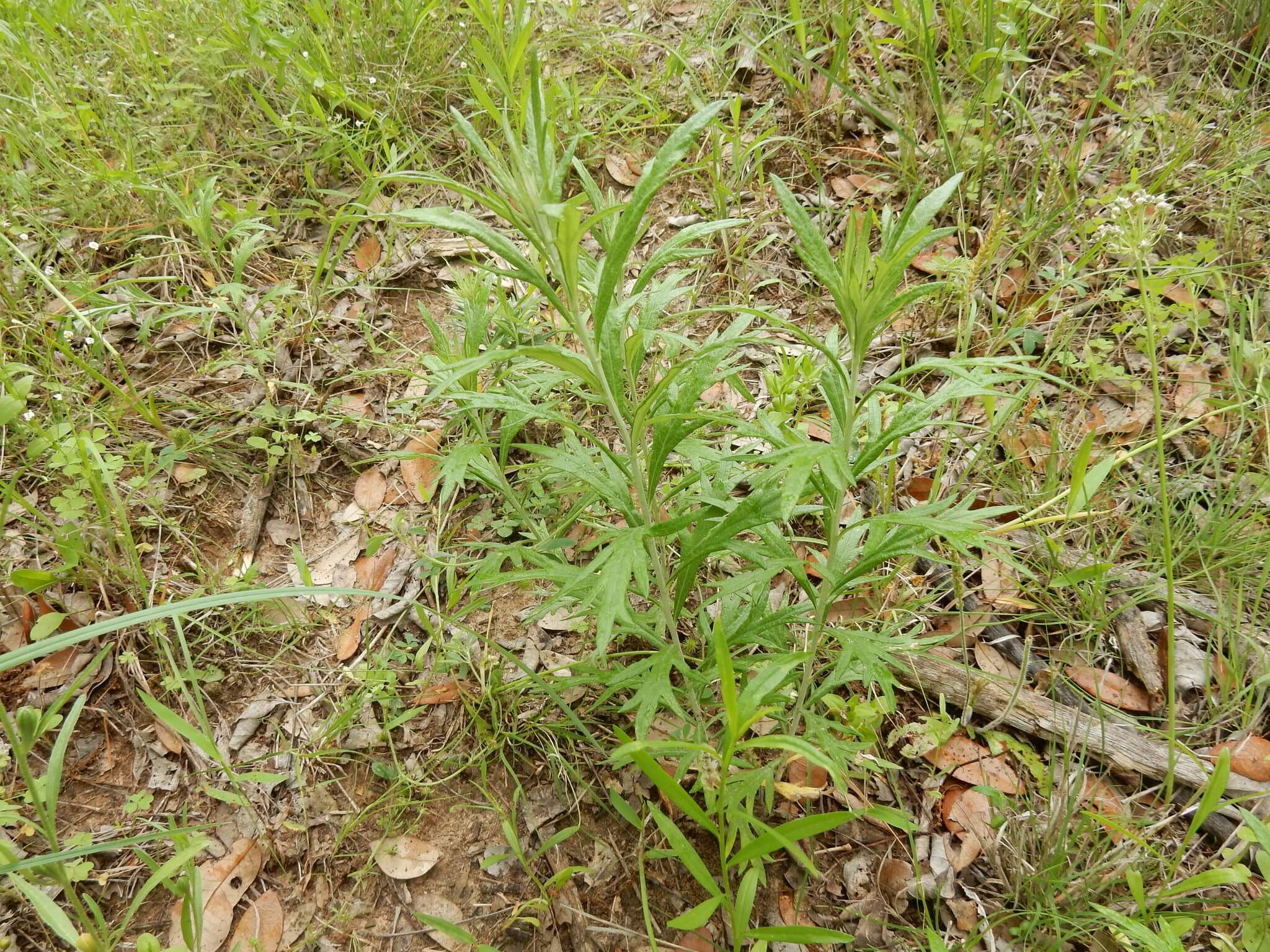 Artemisia ludoviciana ssp.mexicana